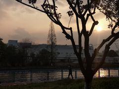 -高东镇樱花园
