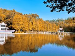 -深圳市中科院仙湖植物园