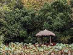-上海滨江森林公园