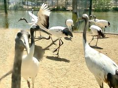 -盐城丹顶鹤湿地生态旅游区