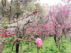 -南汇桃花村