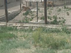 -新疆天山野生动物园