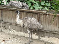 -广州长隆飞鸟乐园