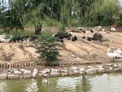 -盐城丹顶鹤湿地生态旅游区