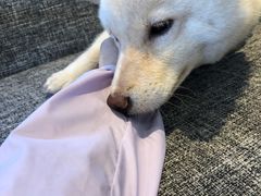 -南京Hallo宠物乐园·哈罗犬舍·柴犬繁育基地