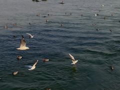 -深圳湾公园(南山区)