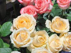 -循礼门鲜花花市(武汉循礼门店)