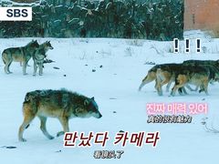 -新疆天山野生动物园