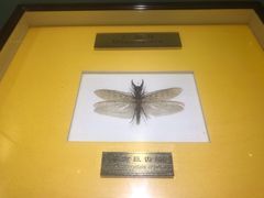 -上海昆虫博物馆