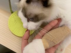 -纳吉亚猫专科动物医院(康都外科中心)