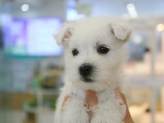 -翊宠yipet猫狗购宠庄园