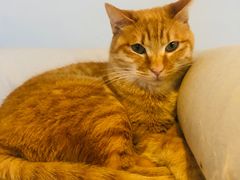 -Cappucimeow猫咪咖啡馆(韦伯时代店)