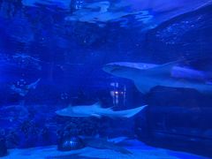 -成都浩海立方海洋公园