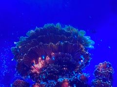 -海合安天津极地海洋公园