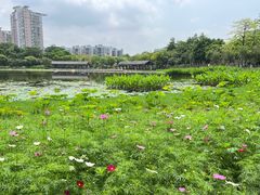 -映月湖公园
