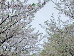 -高东镇樱花园