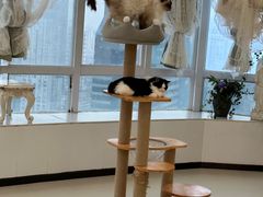 -共舞时光猫咖·狗咖(新街口店)