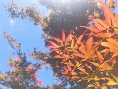 -四明山国家森林公园
