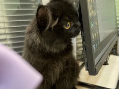 -pd派德宠物中心医院24H急重症·眼科中心·血液透析中心(嵩山北路店)