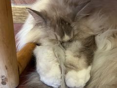-MOCHA明星猫咖(田子坊店)