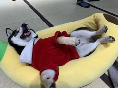 -逗柴咖啡屋·狗咖猫咖宠物桌游