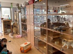 -喵百万·布偶·蓝金金渐层英短·猫舍(百子湾店)