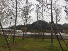 -千年银杏谷文化旅游区