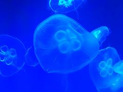 -芜湖新华联大白鲸海洋公园