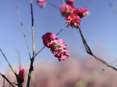 -蜀冈西峰生态公园