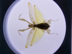 -上海昆虫博物馆