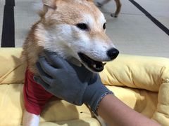 -逗柴咖啡屋·狗咖猫咖宠物桌游