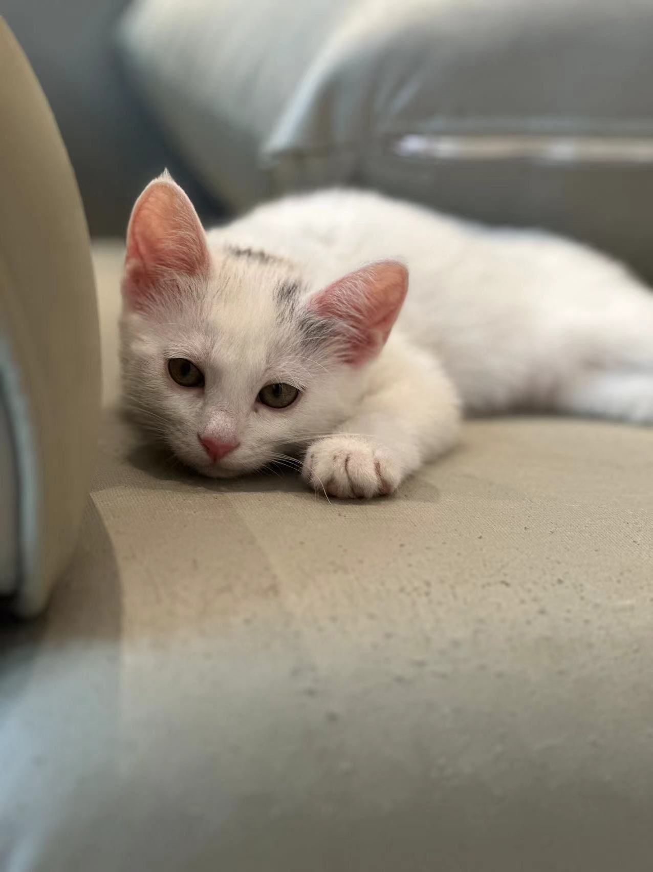 我的天呢,睡眼朦胧的小猫咪可太迷人了