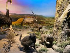 -国家自然博物馆