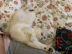 -瑞派宠物医院·犬猫全科·猫友好(宾水西道店)