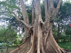 -中国科学院西双版纳热带植物园