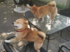 -柴犬高等学院·狗咖·柴犬售卖·宠物训练