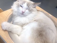 -飞行喵MR PILOT|猫舍·猫咖(静安大融城店)