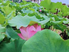 -莲花池公园
