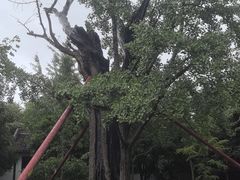 -上海佘山国家森林公园天马山园