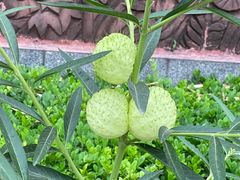 -广州神农草堂中医药博物馆