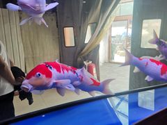-中环花鸟鱼虫市场