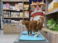 -四月宠物医院·猫专科·心脏专科·内科(转塘店)
