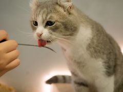 -猫儿山۰猫主题餐厅