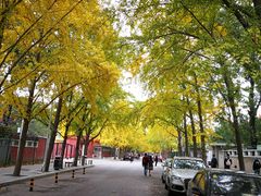 -三里屯东五街银杏大道
