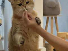 -柴迷FANS CLUB·柴犬狗咖·猫咖