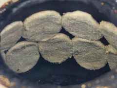 -迎春桥老炉烧饼(碧霞路店)