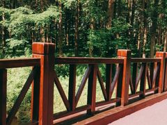 -黄海国家森林公园