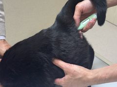 -爱妮康宠物医院·干细胞免疫细胞·肿瘤·心脏(张江店)