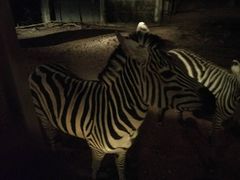 -清迈夜间动物园