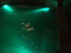 -西安国际创新人才交流中心•药浴温泉